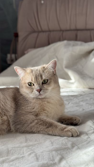 Шикарний крапний котик блакитна золота шиншила