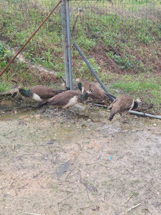 Casais Pavões Azul 2025