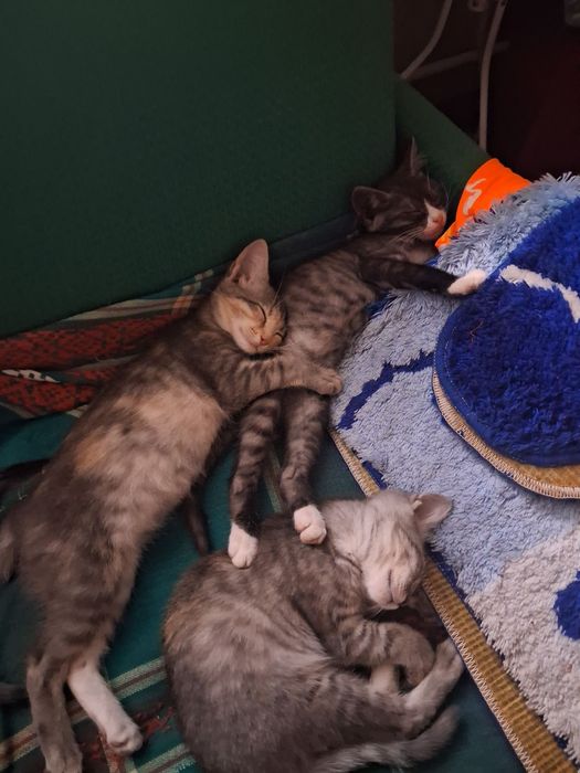 Продаю котят. Район Амур-Нижнеднепровский. Котята приучены к лотку. Есть девочки и мальчики.