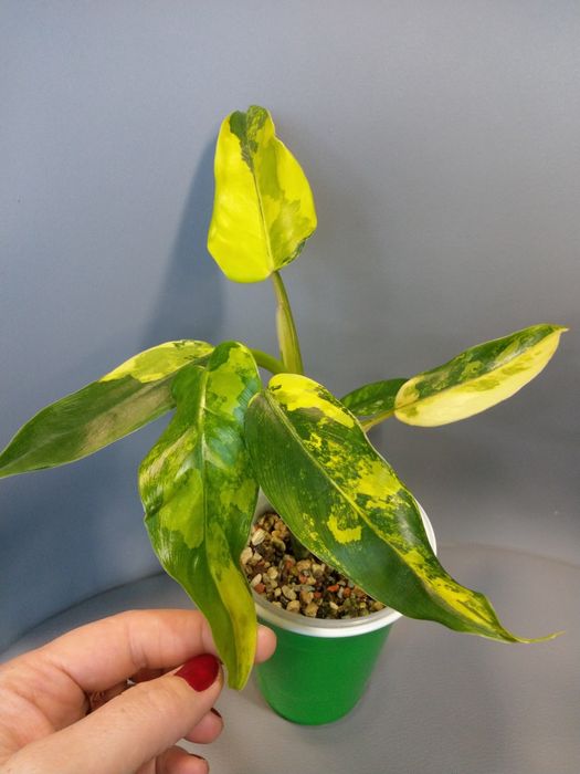 Philodendron Domesticum Variegata Siam Sunrise Nasutw  OLX.pl