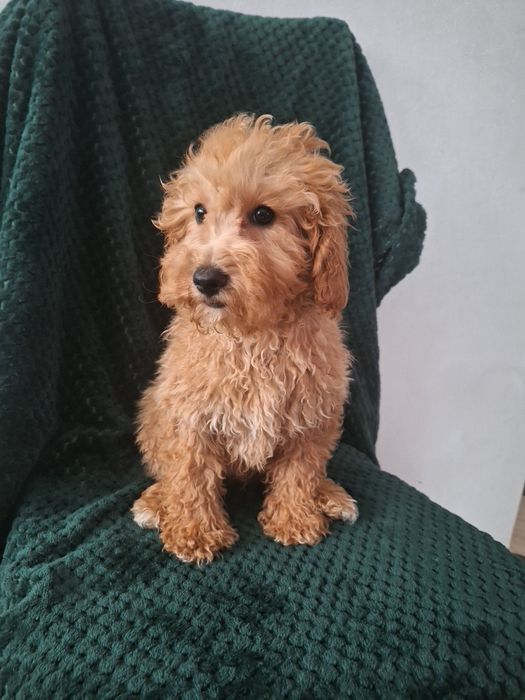 Pudel miniaturowy-chlopczyk