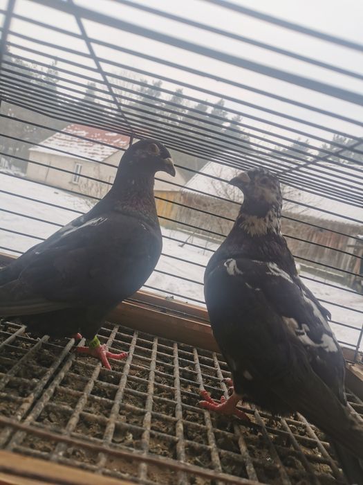 Gołębie pocztowe tygrysy