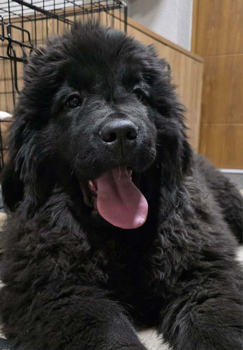 Nowofundland Wodołaz ZKWP FCI