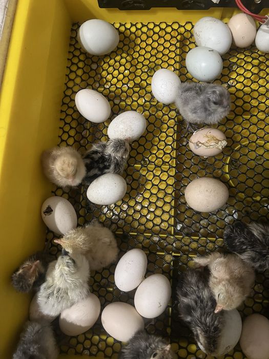 Курчата падуани ,амераукана