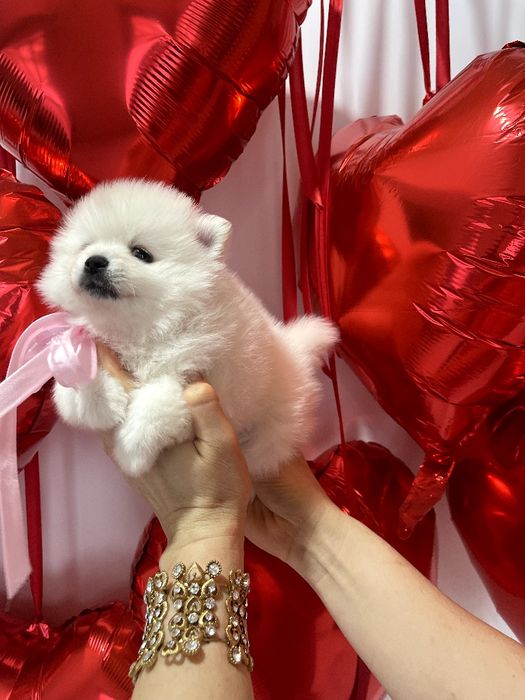 Померанські шпіци  любов без кордонів