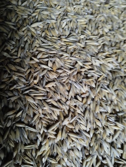 Mieszanka zbożowa jara oczyszczona