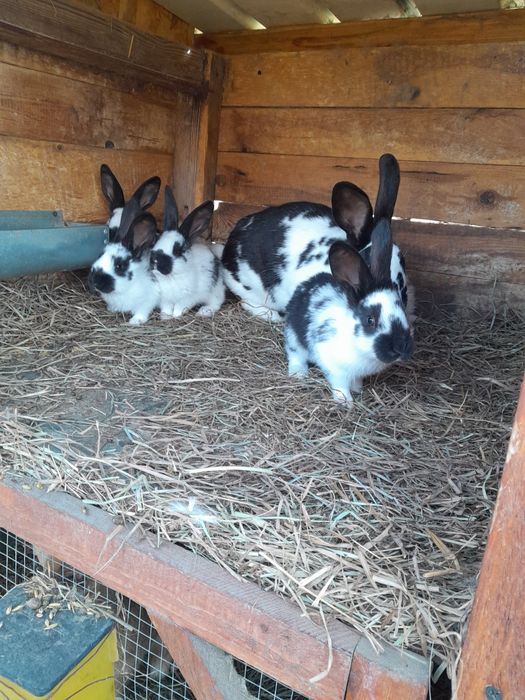 Króliki samce samice