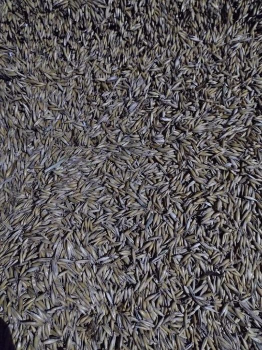 Owies Bingo rok po centrali