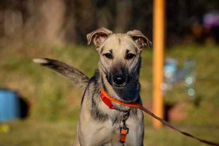 Świetna, kontaktowa suczka do adopcji