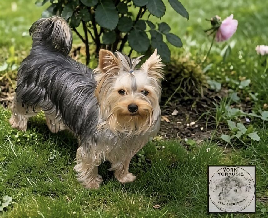 Piesek Yorkshire Terrier badania DNA