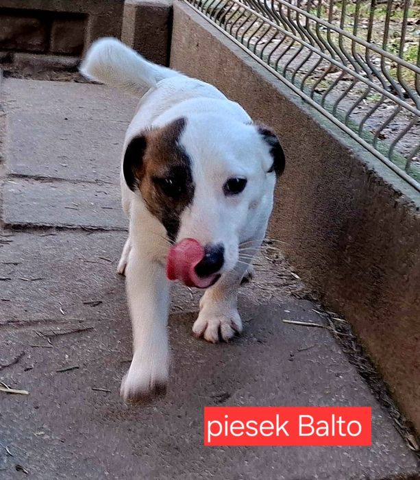 Piesek   Balto dorosłyJack Russell  kochany piesek RODZICE W HODOWLI