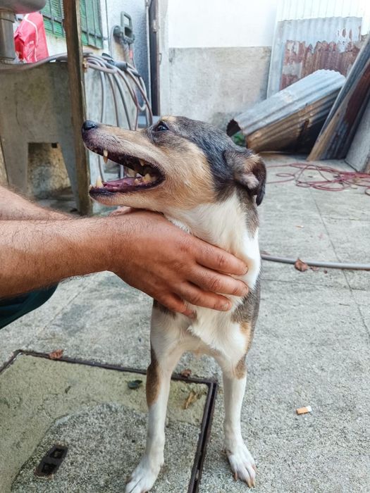Cão para adoção responsável