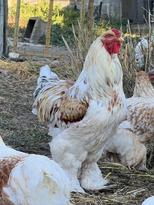 Pintos brahma red pyle
