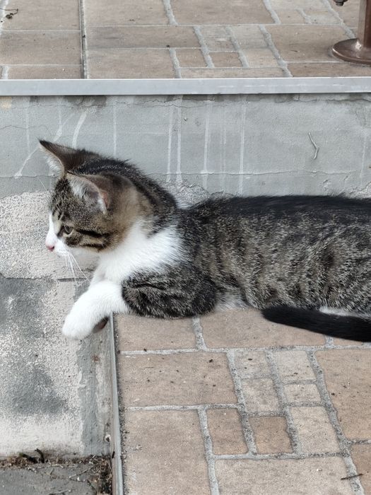 Kotki do adopcji