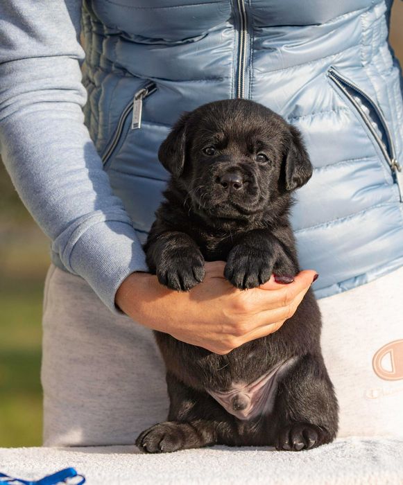 Чорні хлопці лабрадори