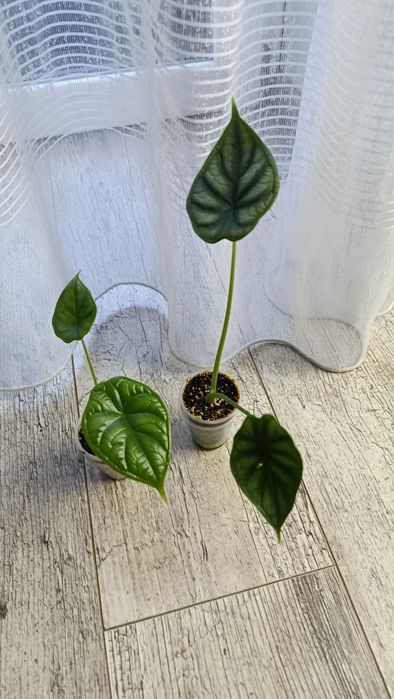 Продам домашню алоказію Dragon Scale