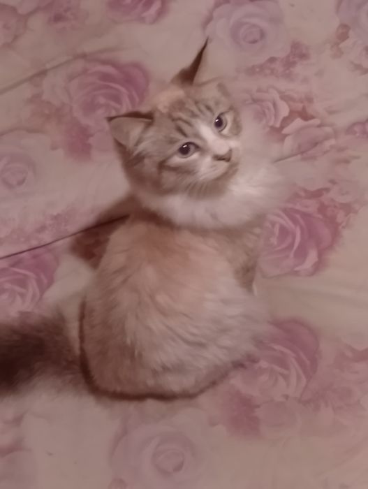 Продам Котика породи Невська Маскарадна