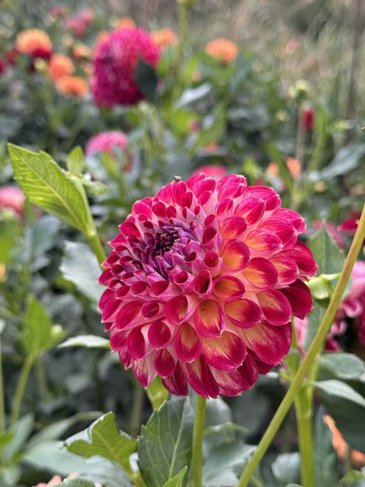 Жоржини помпонні Cherish, Tam Tam, Cornel Bronze, Rocco