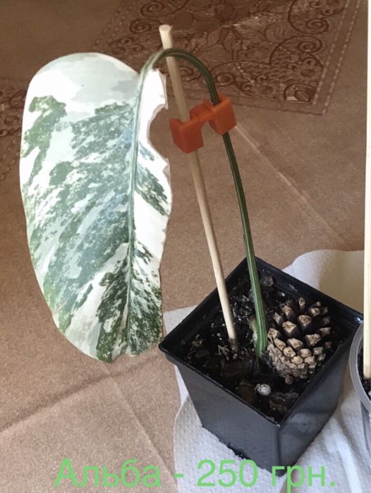 Кімнатні рослини