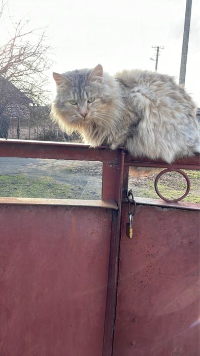 Безкоштовну гарну кішку