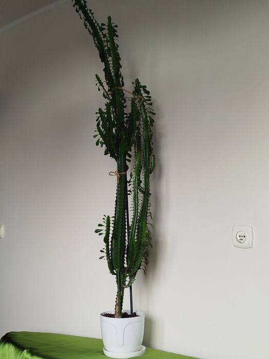 Wilczomlecz 150 cm.