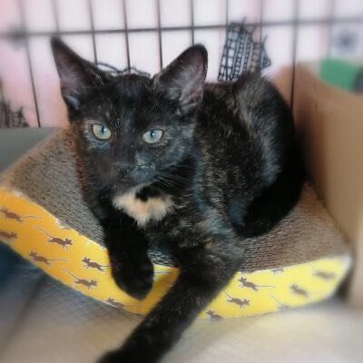 Niva szuka kochającej rodziny