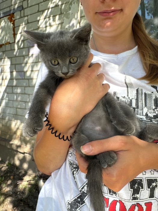 Кошеня в добрі руки