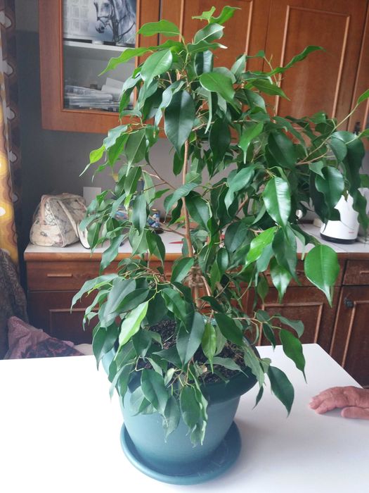Фикус Бенджамина