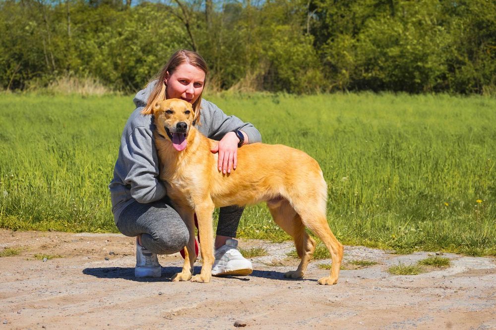 Baflo - piękny, biszkoptowy pies szuka domu
