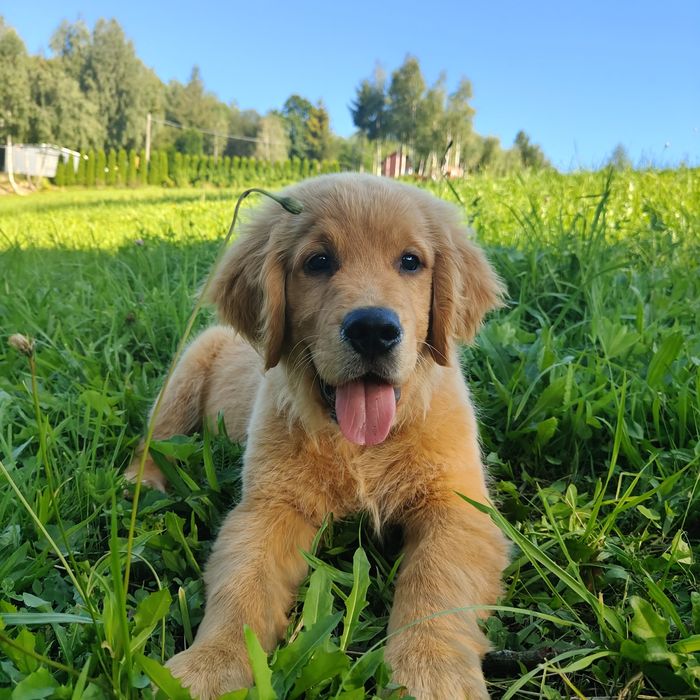 Golden Retriever ciemno złoty ZKwP FCI