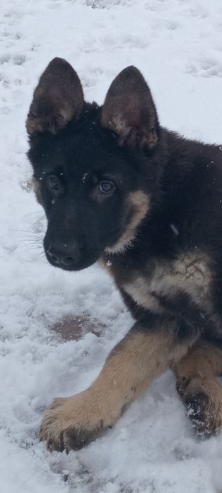 Схсідно-європейська вівчарка