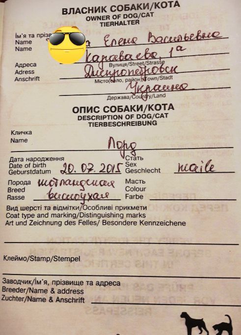Шотландец Лорри голубого окраса приглашает девочку
