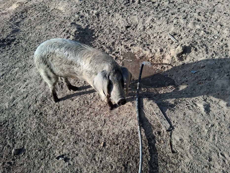 porco inteiro  bisaro puro  com 6 MESES