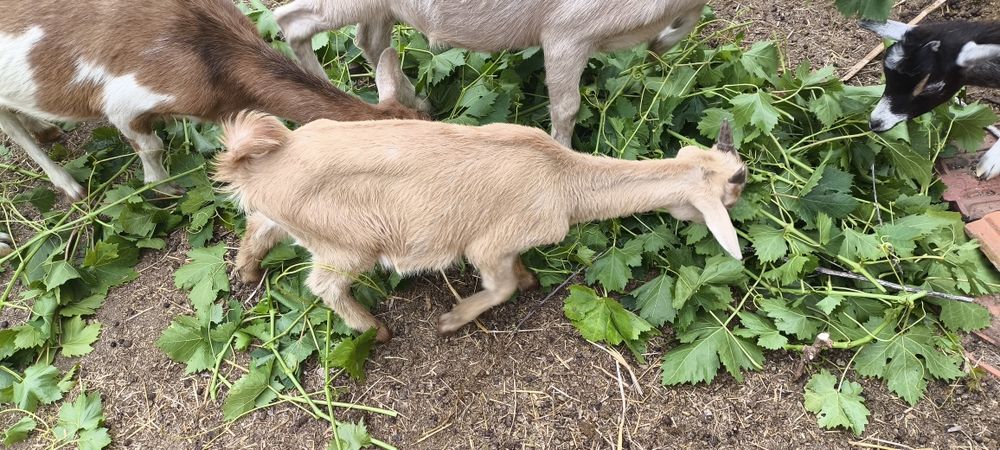 Cabrito de 4 meses e de 2e meio