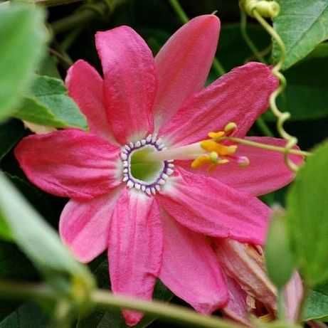 5 Sementes de Maracujá Banana Curuba - Passiflora mollissima