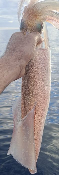 Pesca desportiva, embarcada.