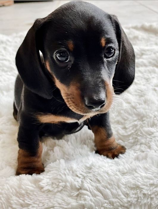 Щеня такси до святкових обіймів