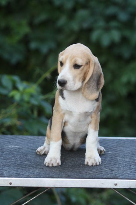 Дівчинка з розплідника