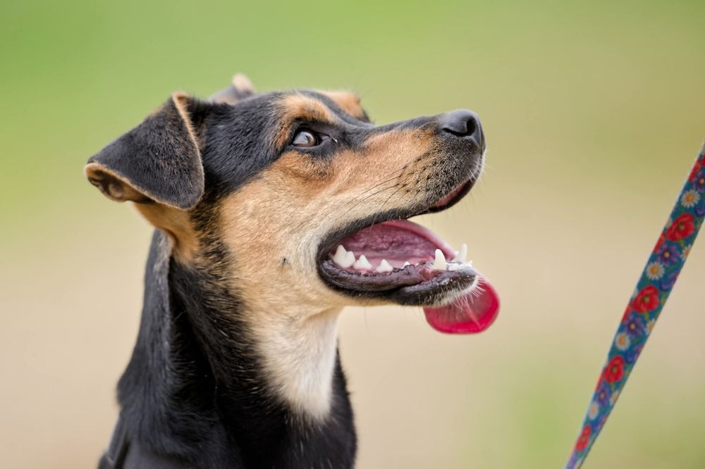 Roczny Diorek pilnie czeka na dom