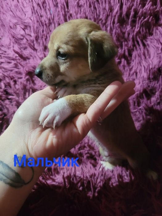 Отдам в добрые руки щеночка
