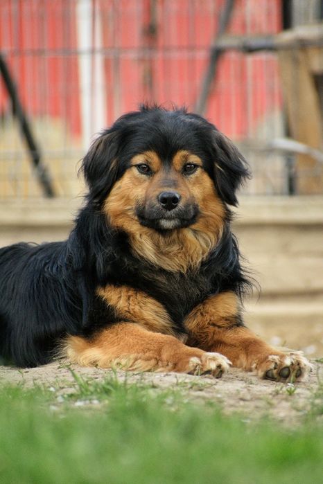 Piękny samczyk szuka nowej rodziny