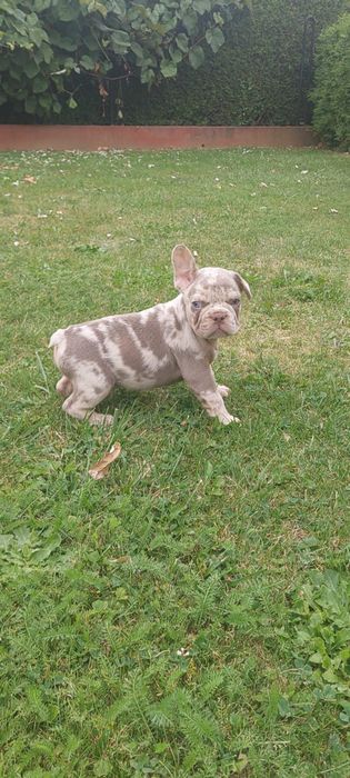Piesek Buldog Francuski