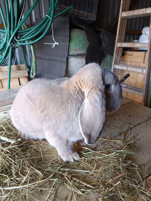 Baran francuski samiec 12 miesięcy izabelowaty