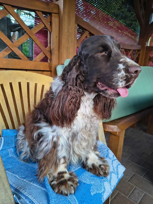 cocker spaniel angielski piękny piesek