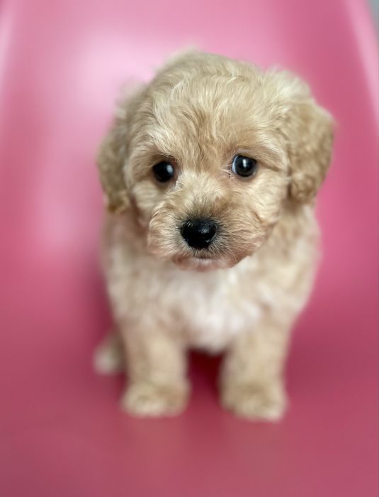 Maltipoo f1•sunia