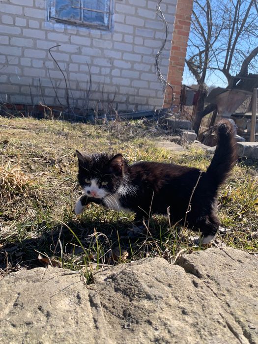 Гарний котик з особливою родимкою