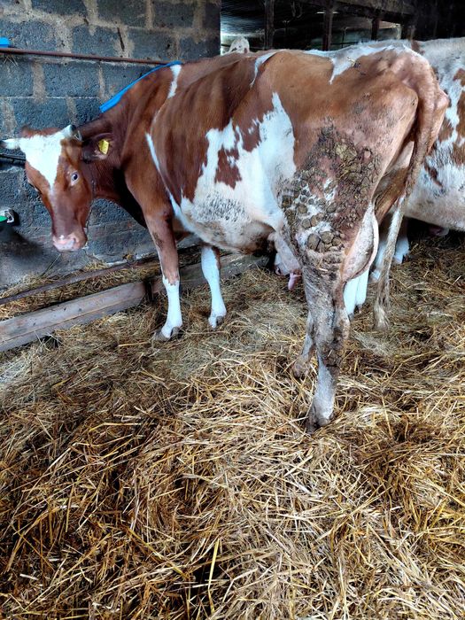 Sprzedam krowe (krowa)