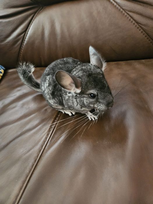 Sprzedam szynszyla  standart 3.5 miesiąca