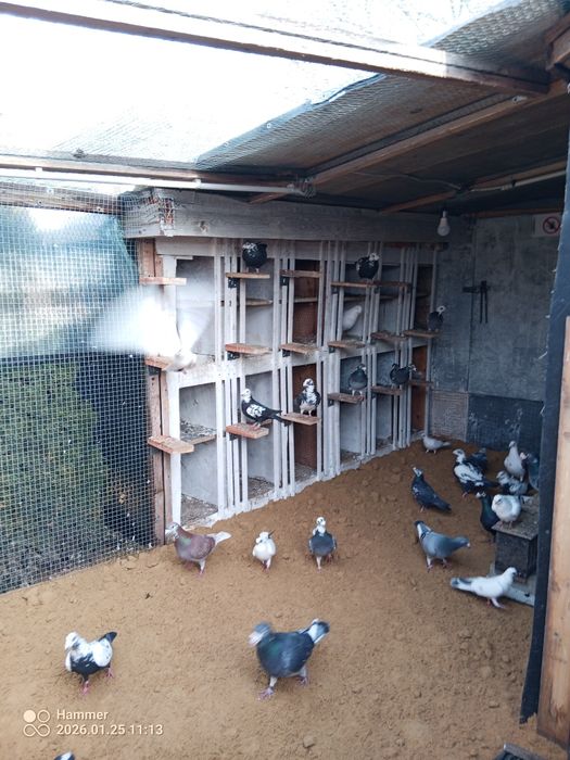 Gołębie ozdobne zdrowe