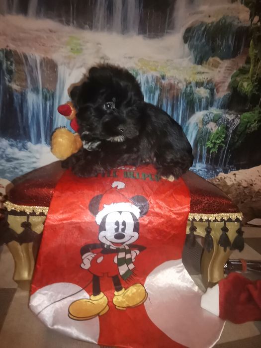 York Black czarny piesek  rodowód